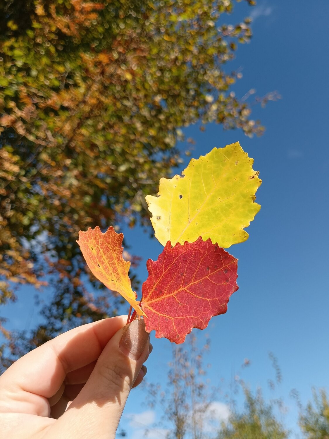 Photo #14108330