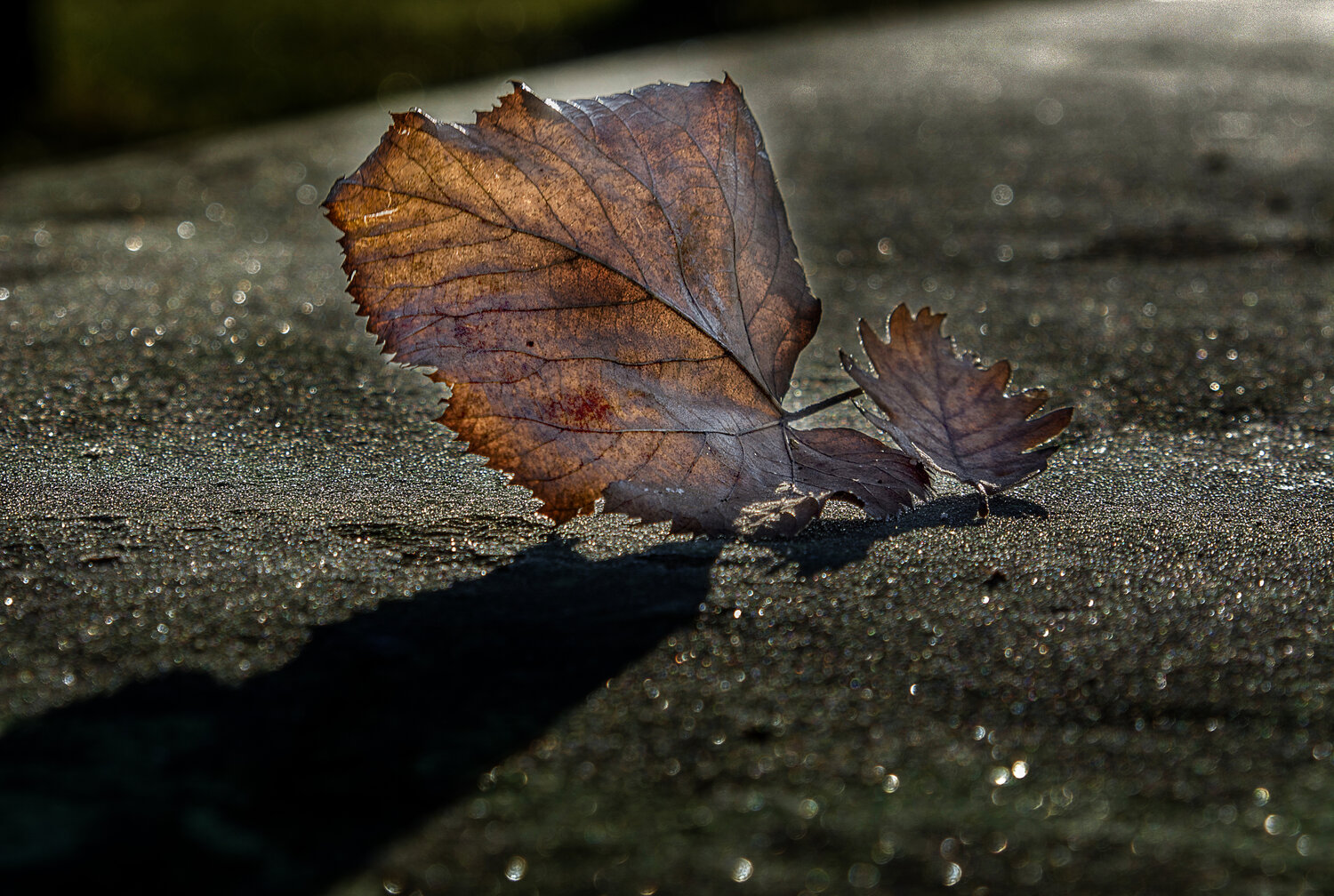 Photo #14108540