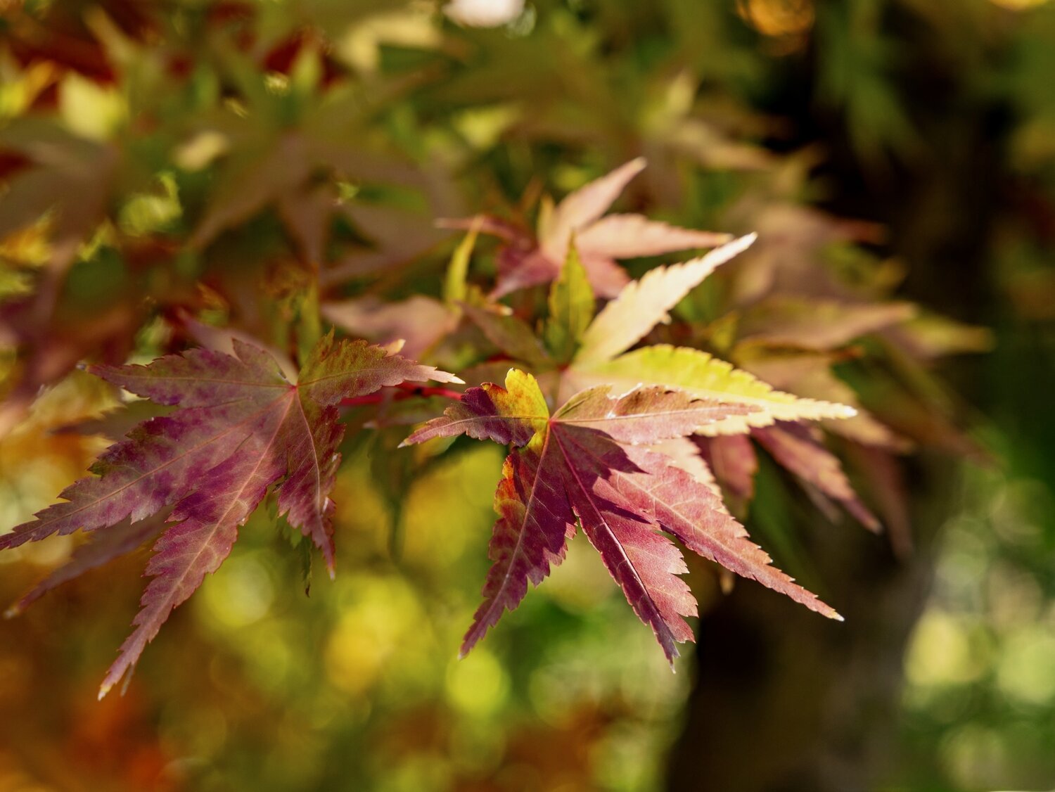 Photo #14108580