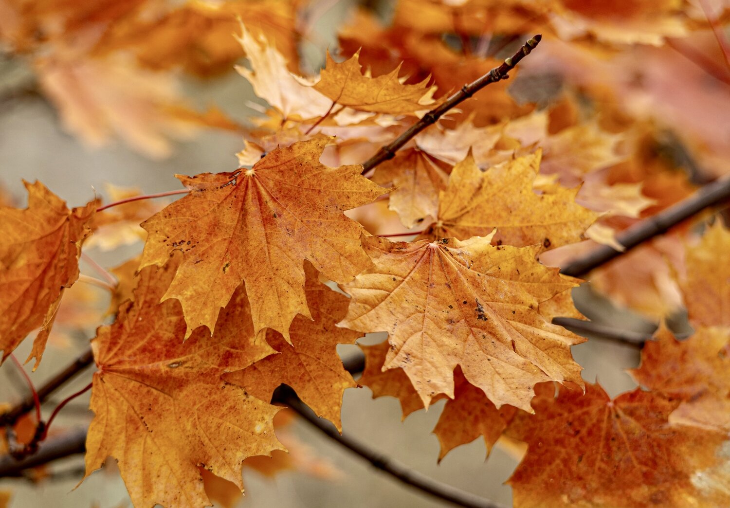 Photo #14108587