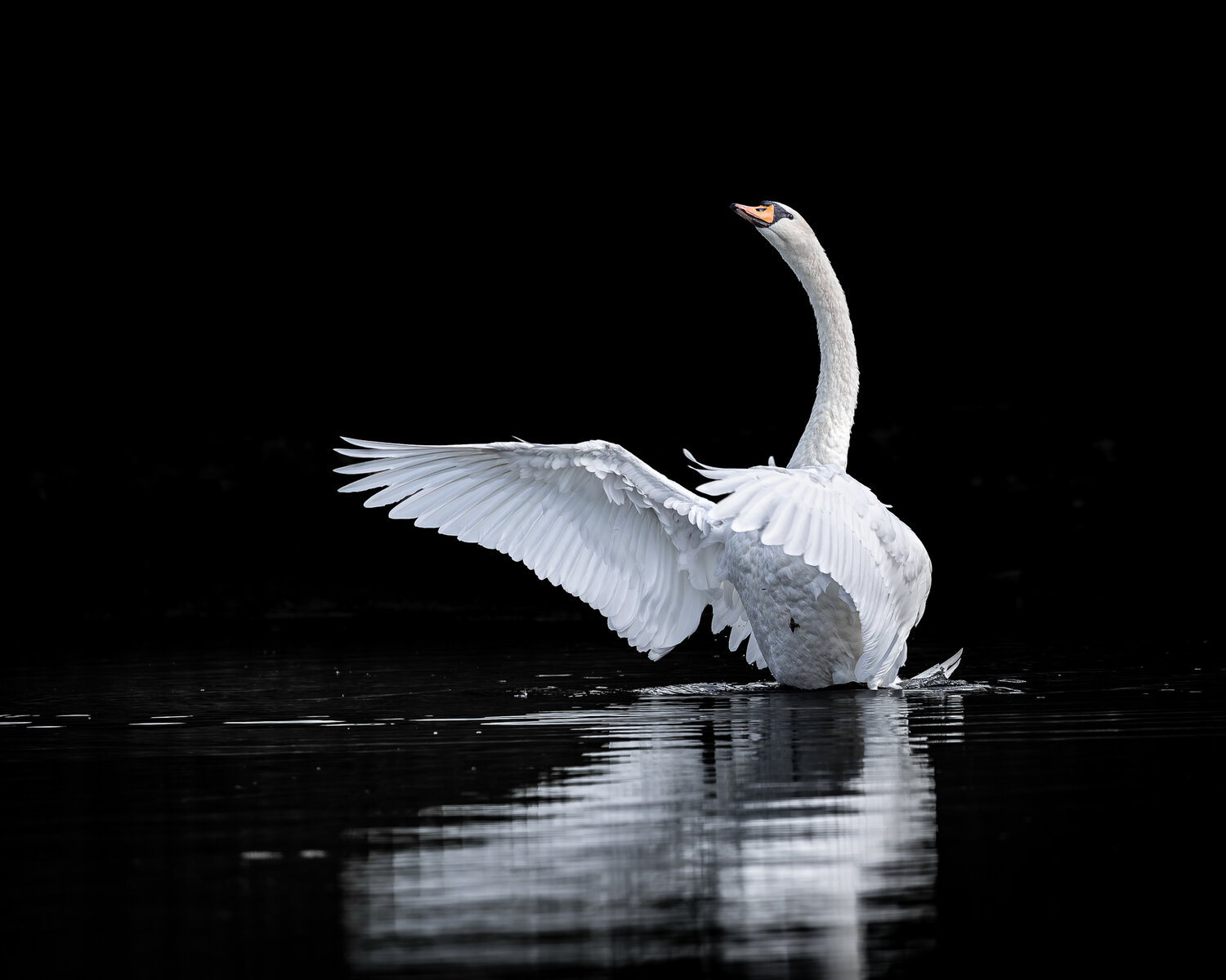 White elegance