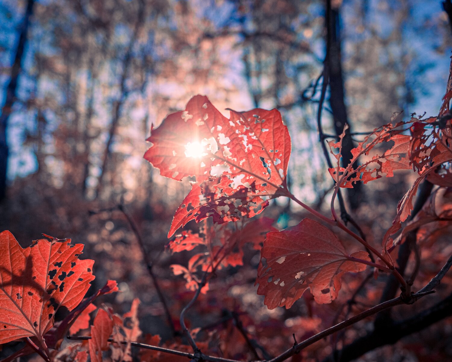 Photo #14108713