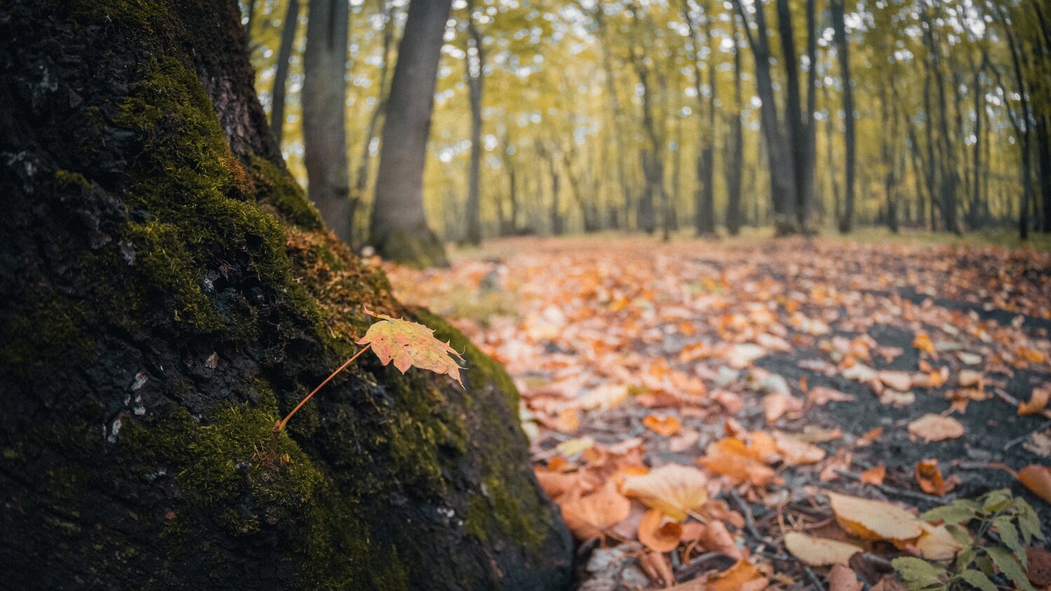 Photo #14108714