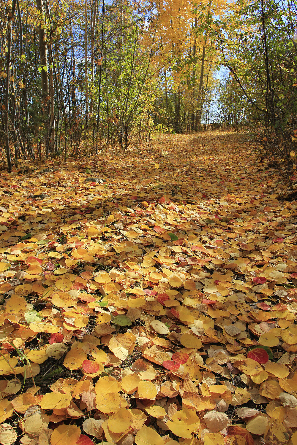 Photo #14108742