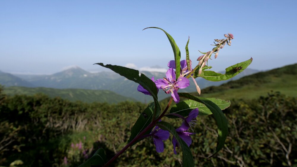 Photograph by николай зайцев