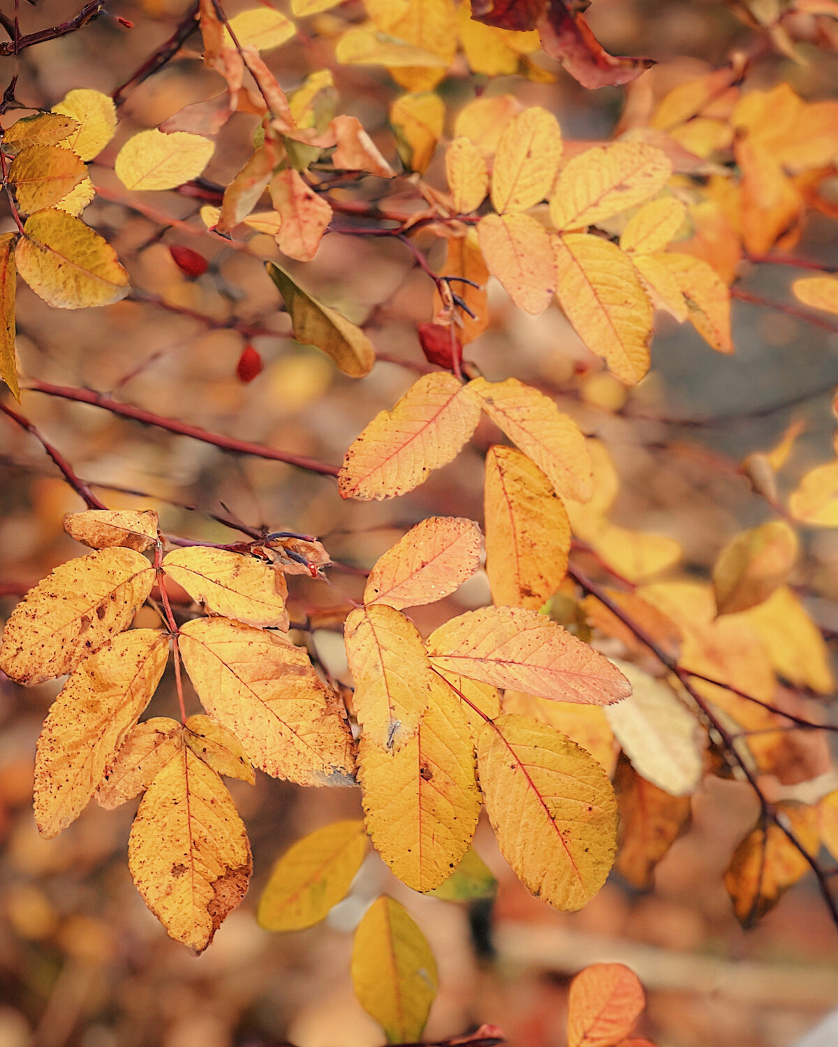 Photo #14108913