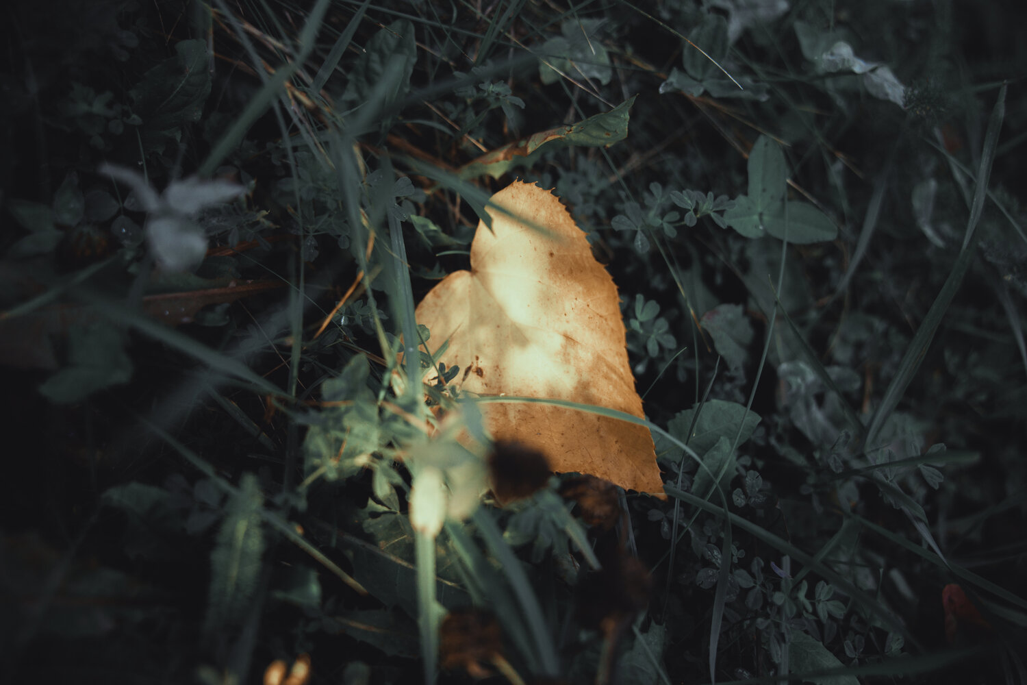 Photo #14108931