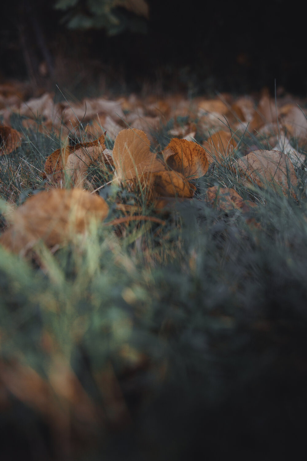 Photo #14108933