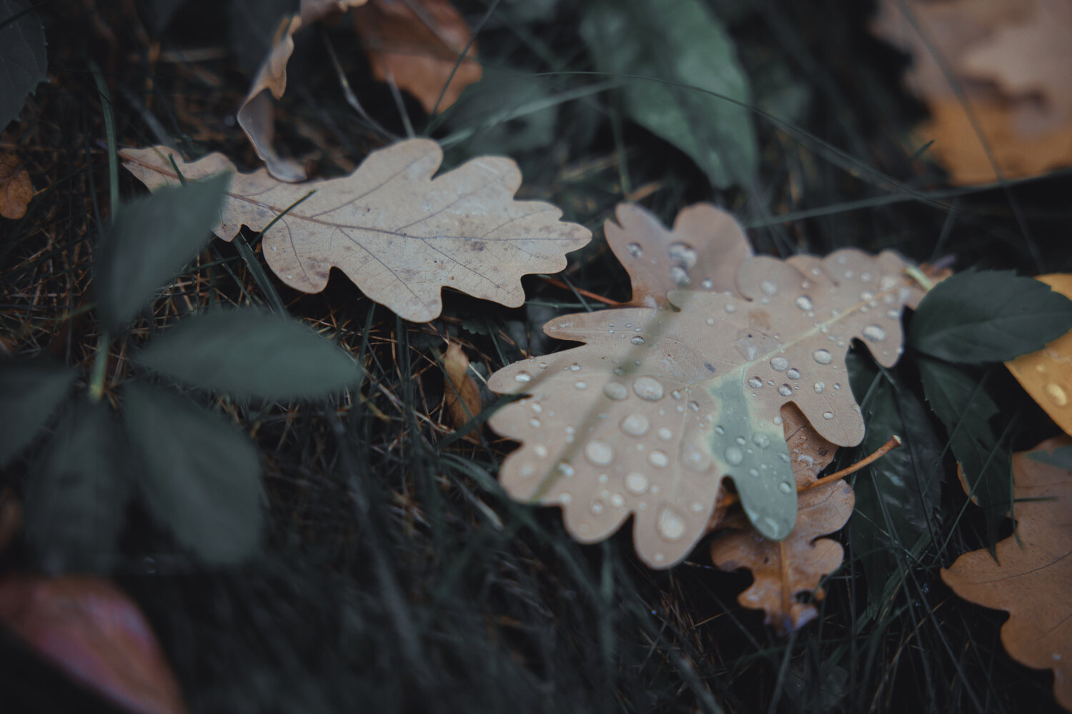 Photo #14108936