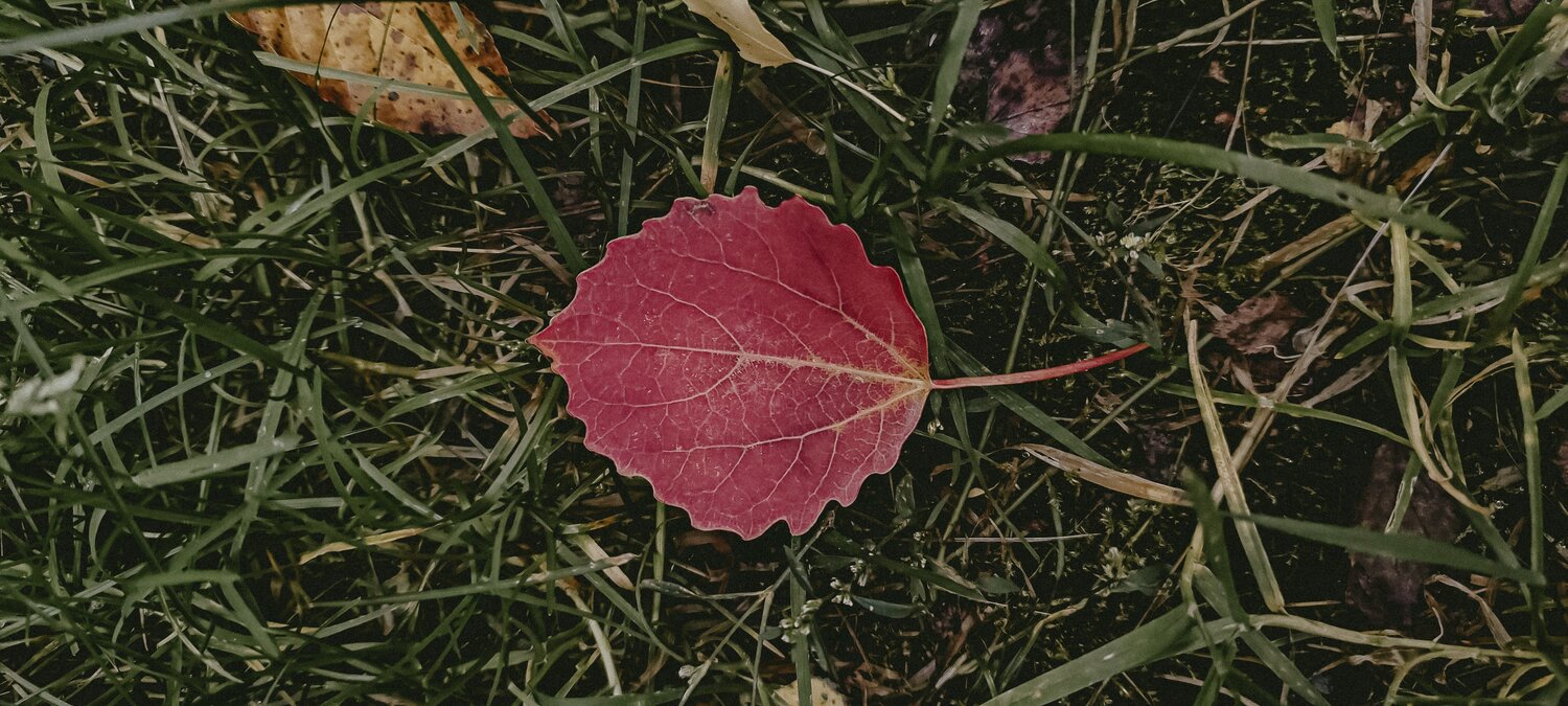 Photo #14108959