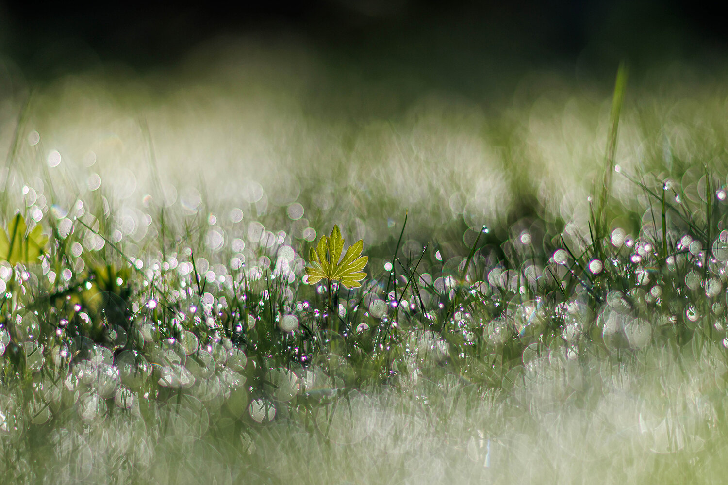 Photo #14108982