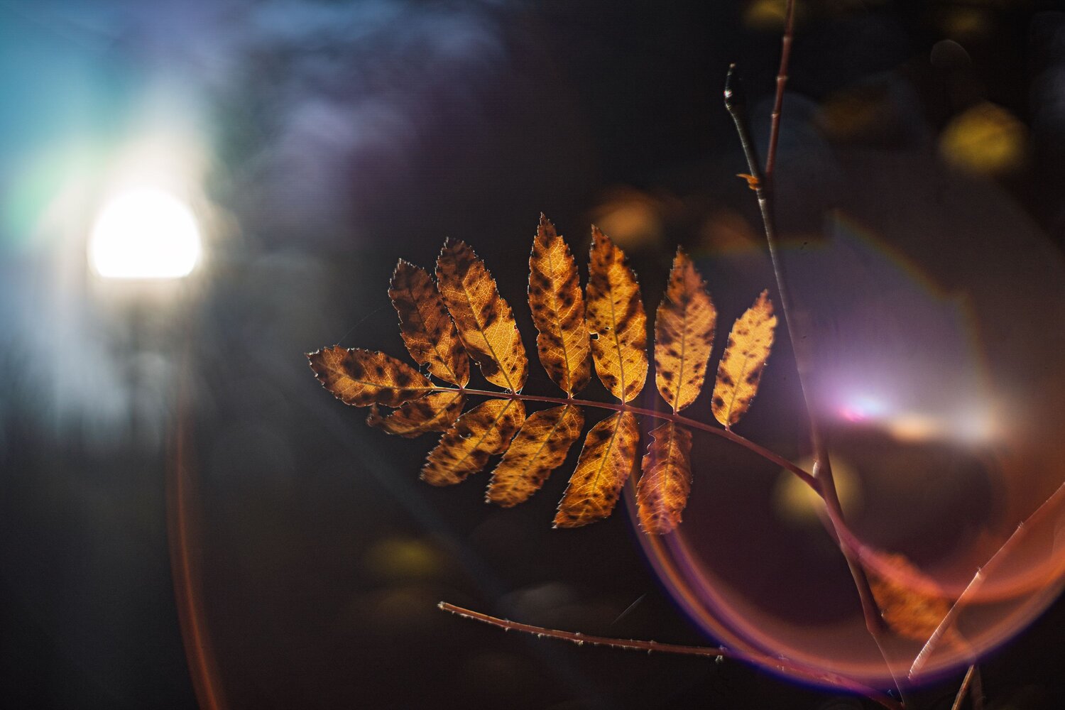 Photo #14109008
