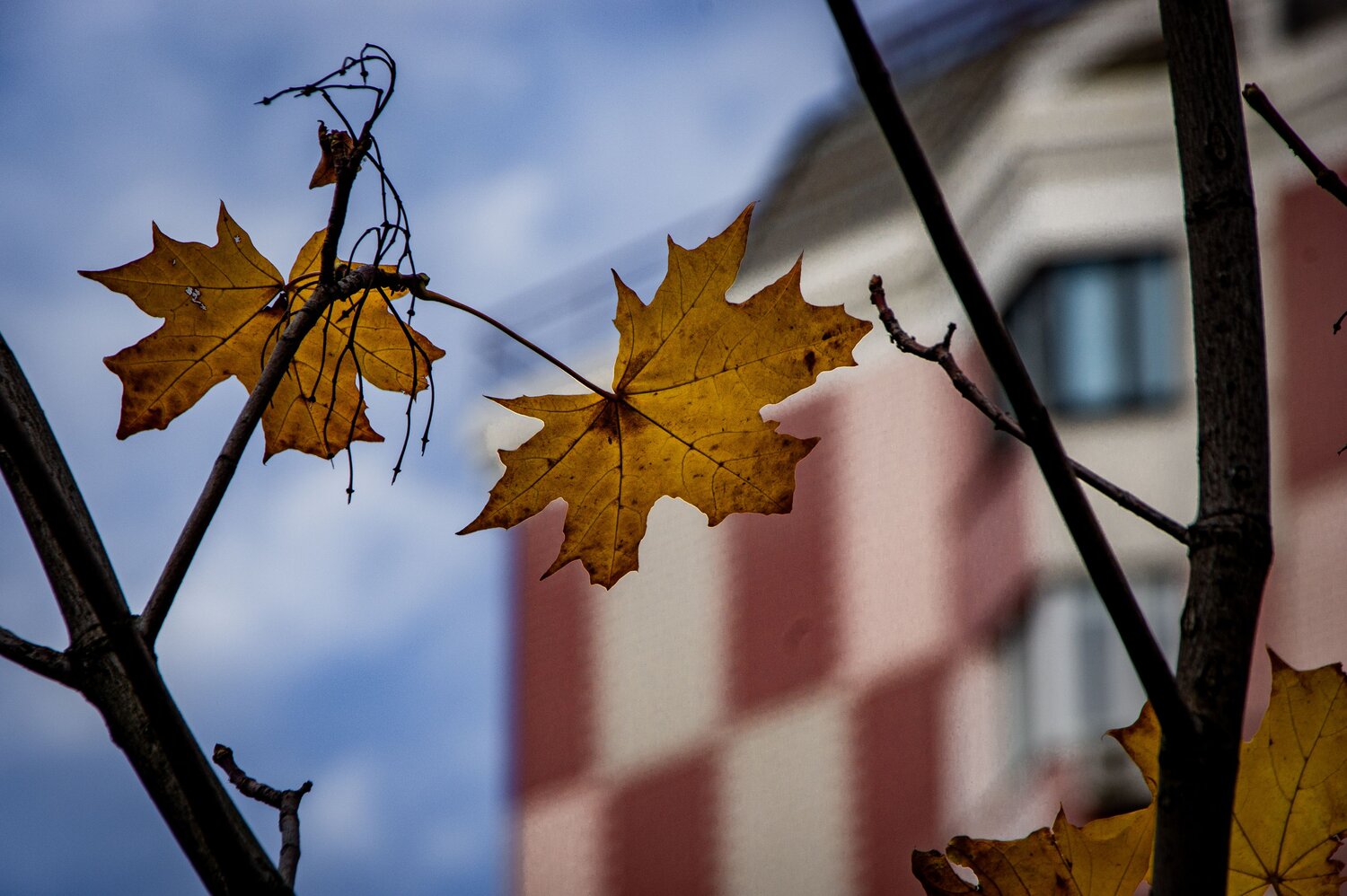 Photo #14109042