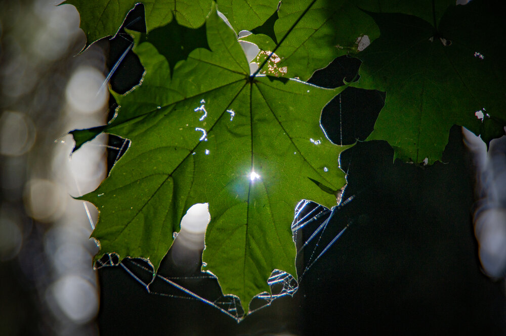 Photo #14109058