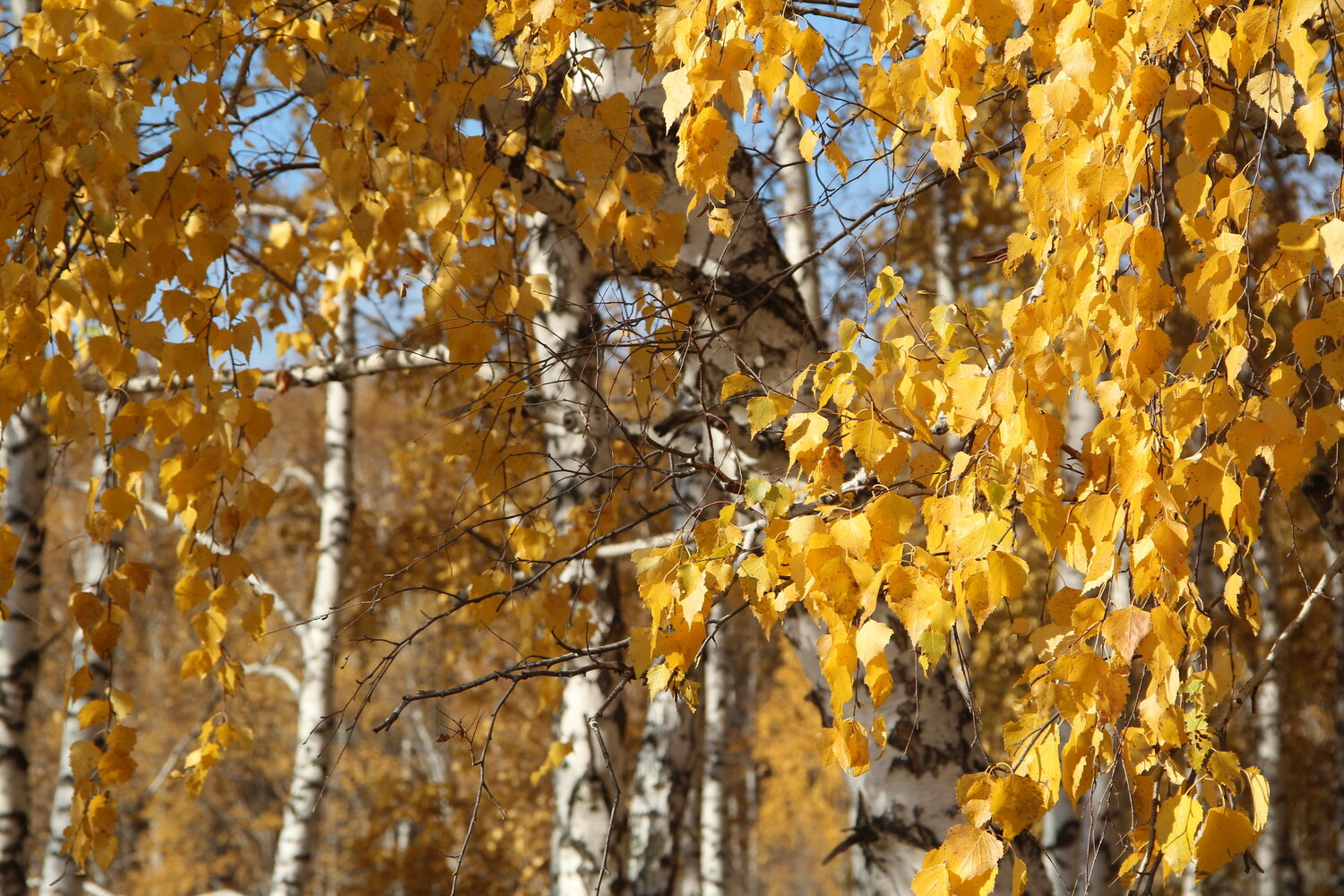 Photo #14109327