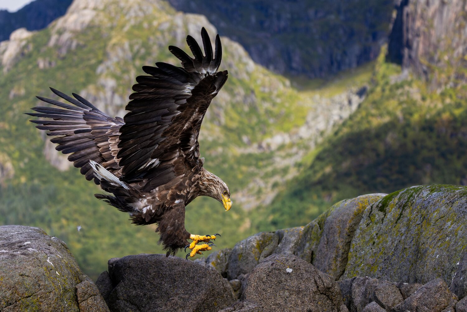 The attack on the prey