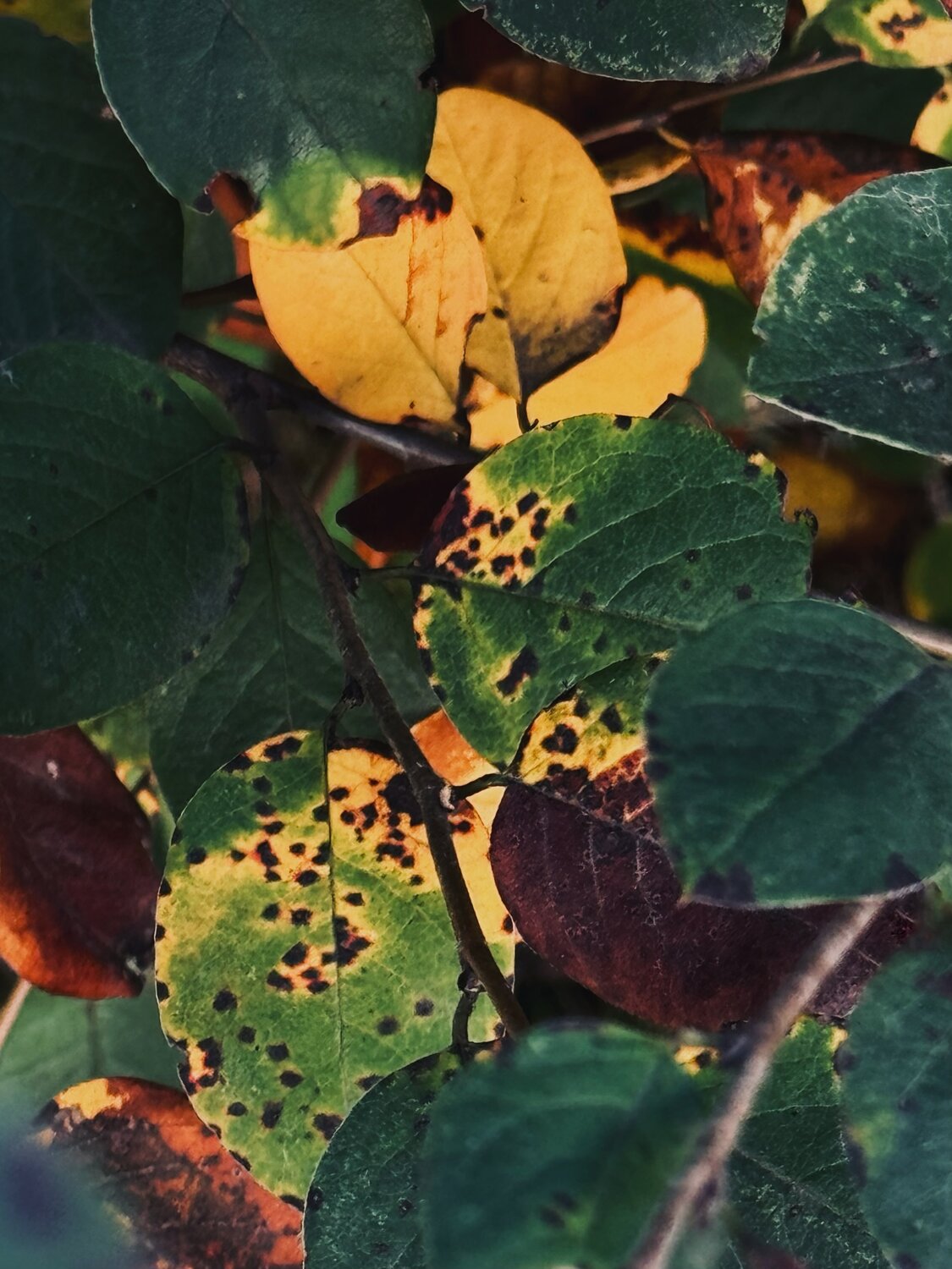 Photo #14109609
