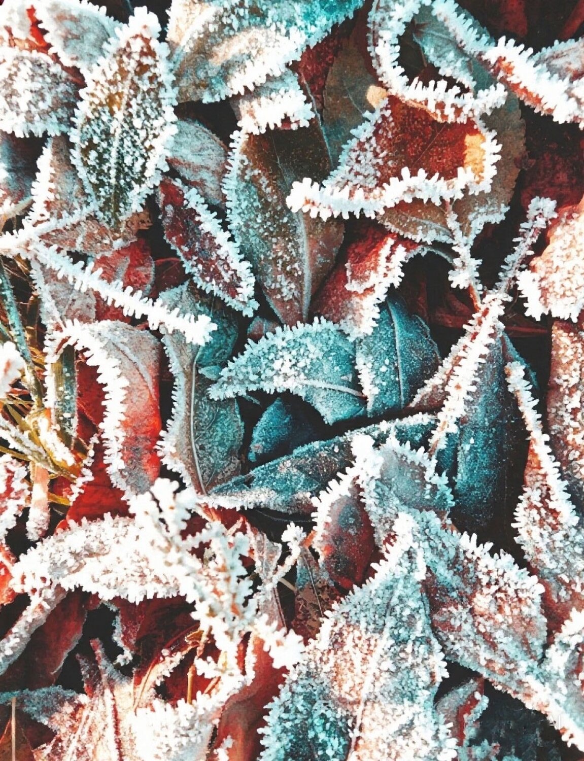 Photo #14110061