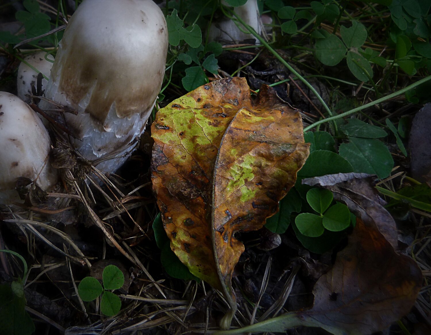Photo #14110104