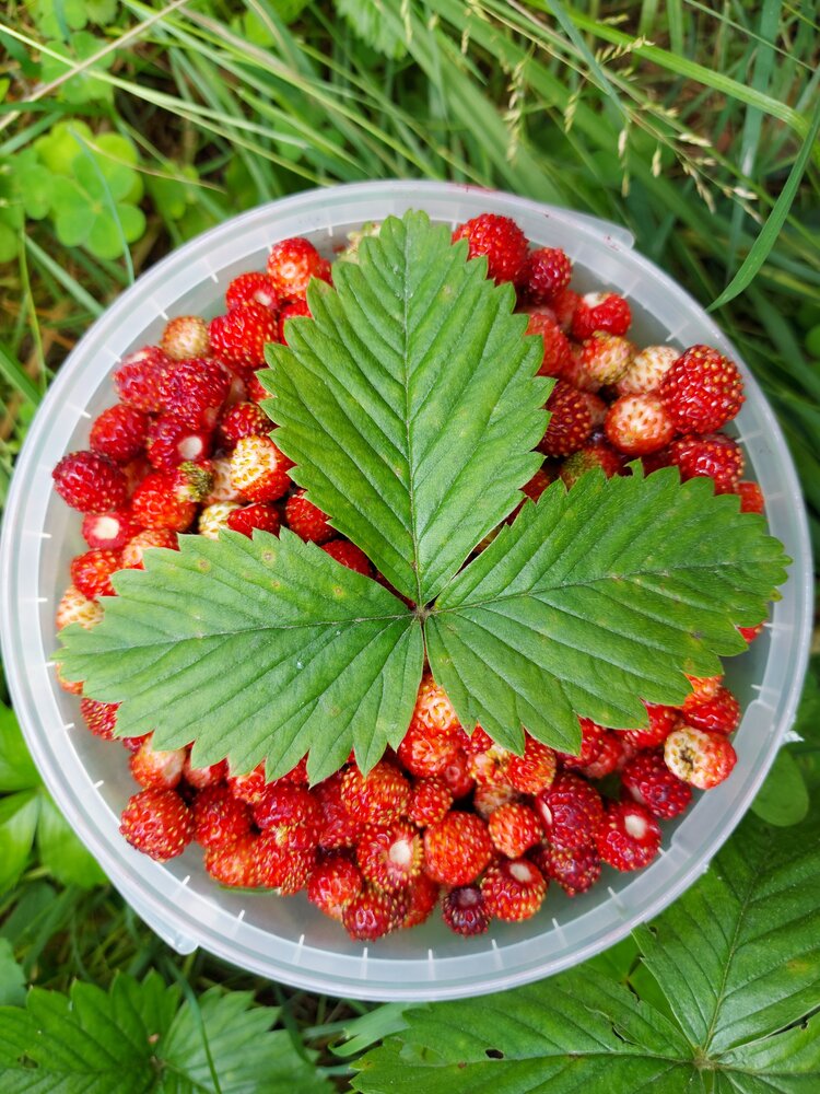 Photograph by ЭЛЬМИРА  ИСМАИЛОВА