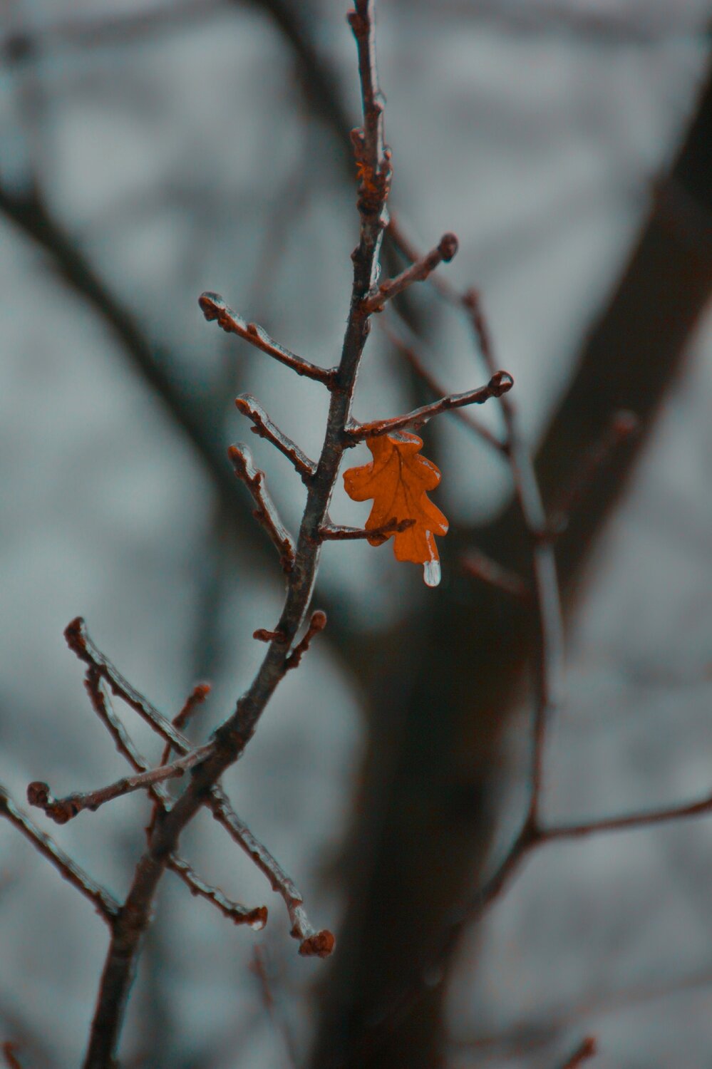 Photo #14110297