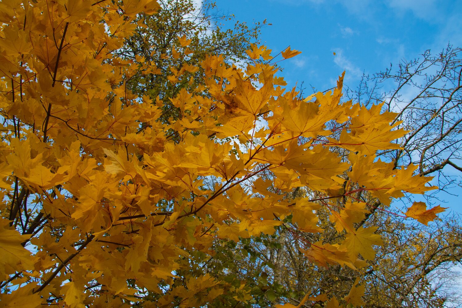 Photo #14110364