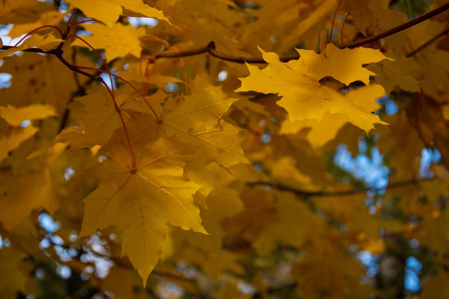 Photo #14110365