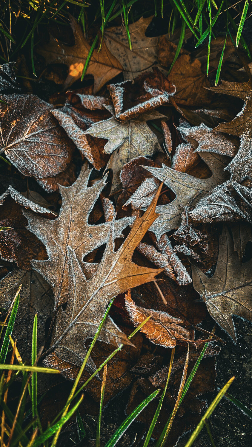 Photo #14110406