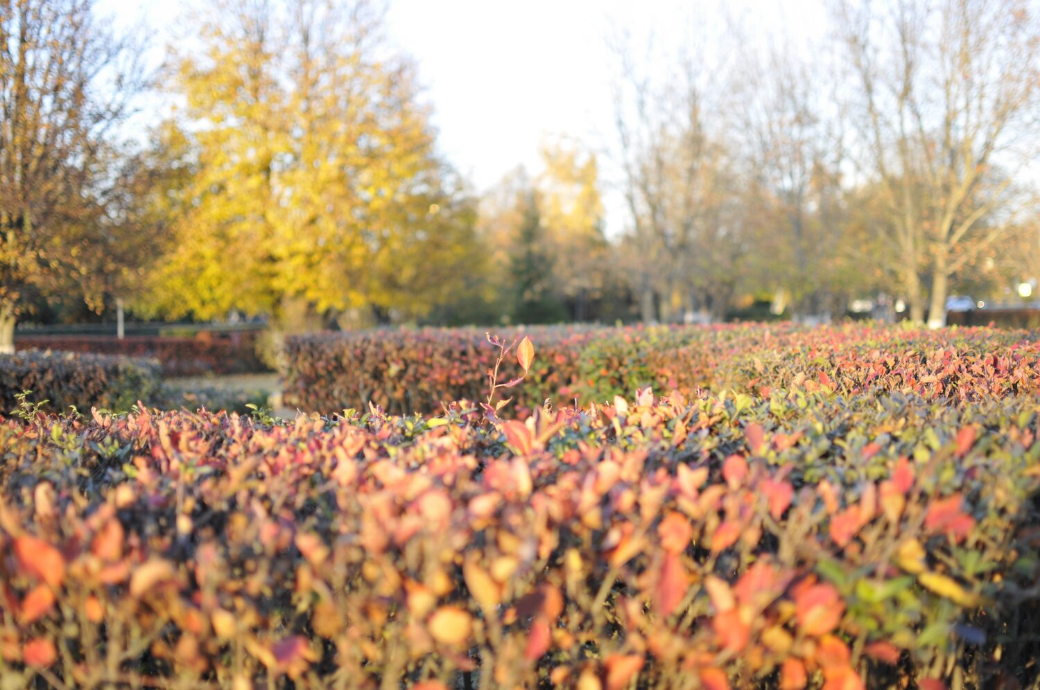 Photo #14110437