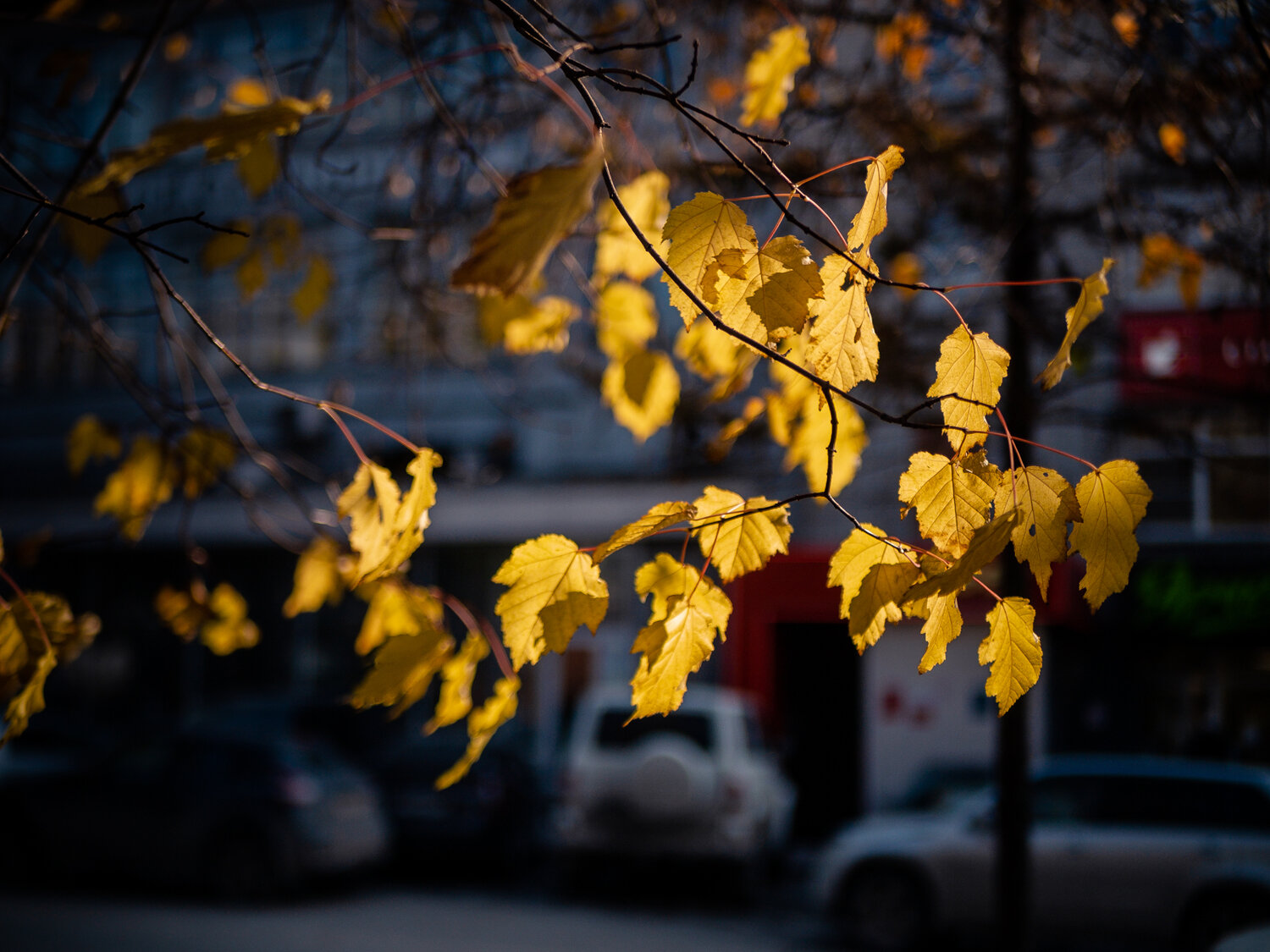 Photo #14110486