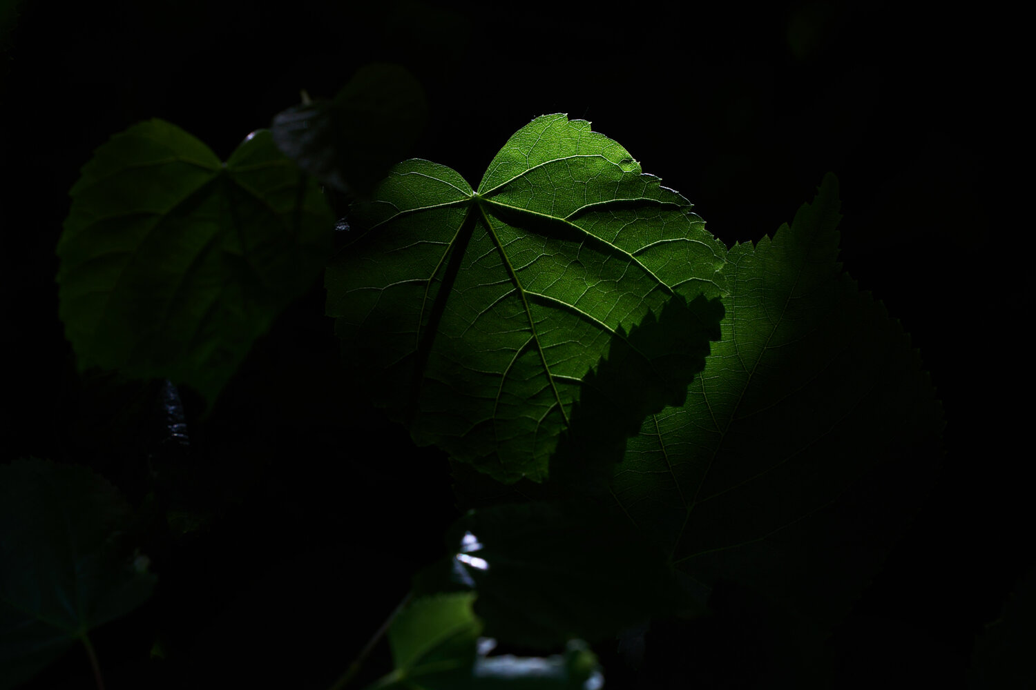 Photo #14110776
