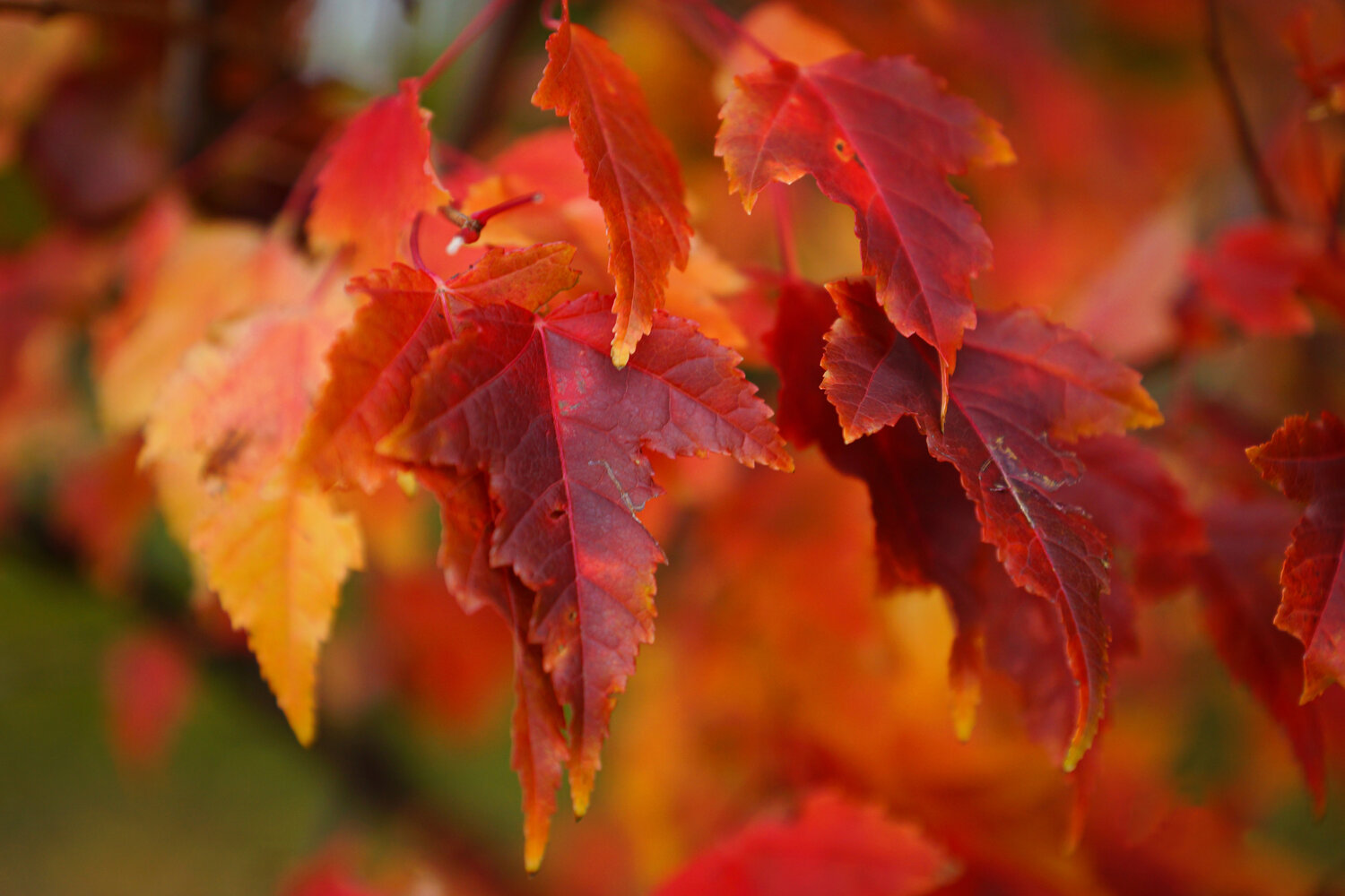 Photo #14110890