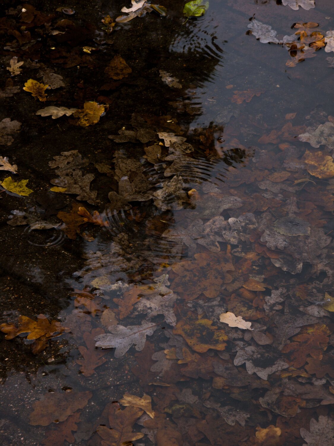 Photo #14110910