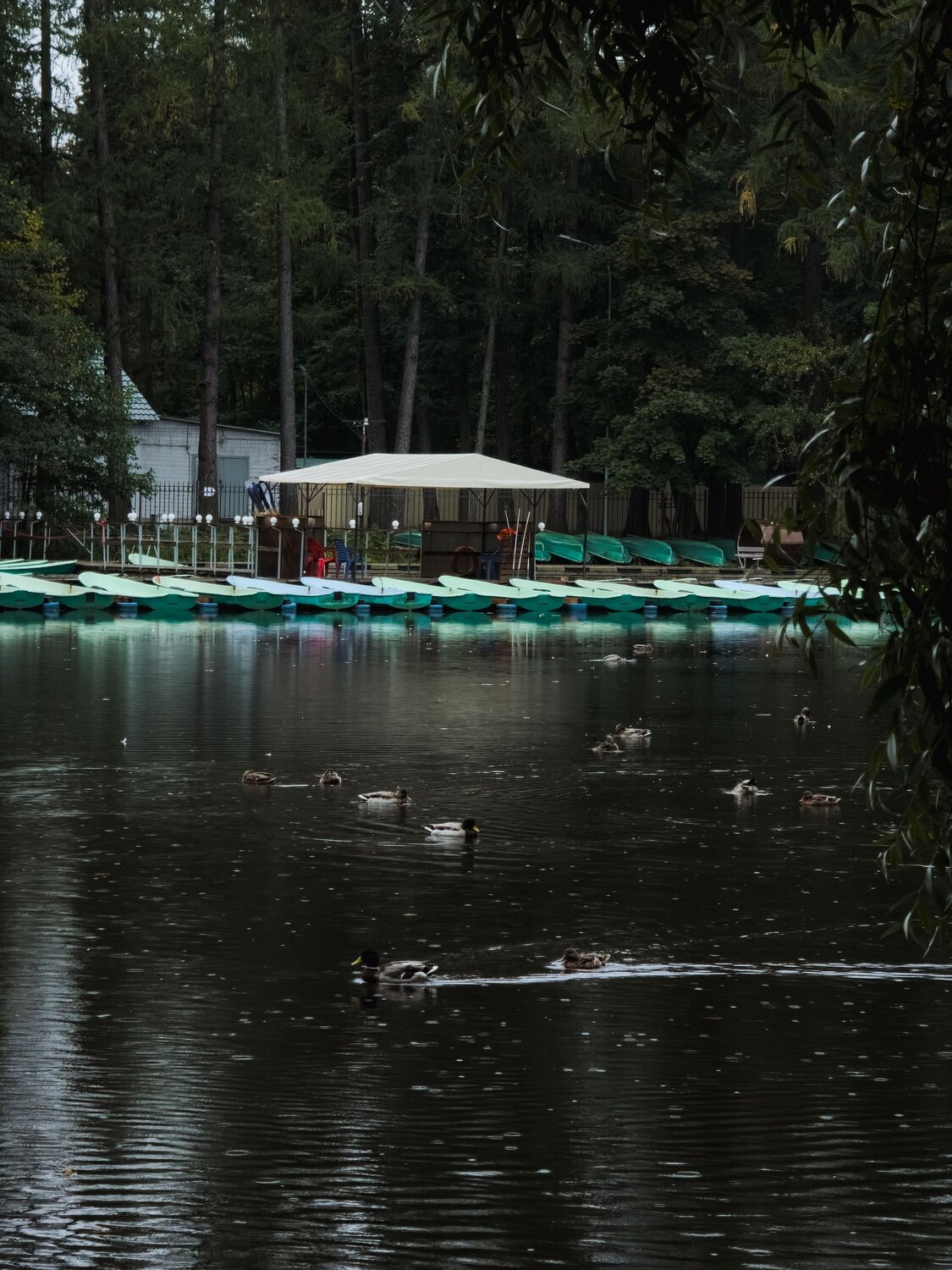 Photo #14110934