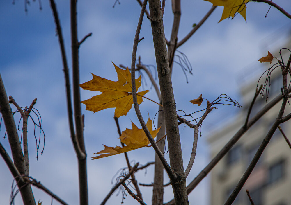 Photo #14111045