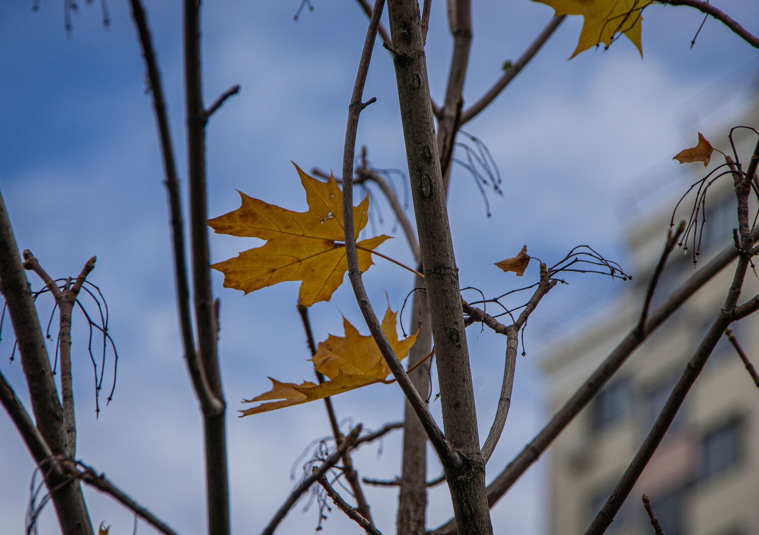 Photo #14111045