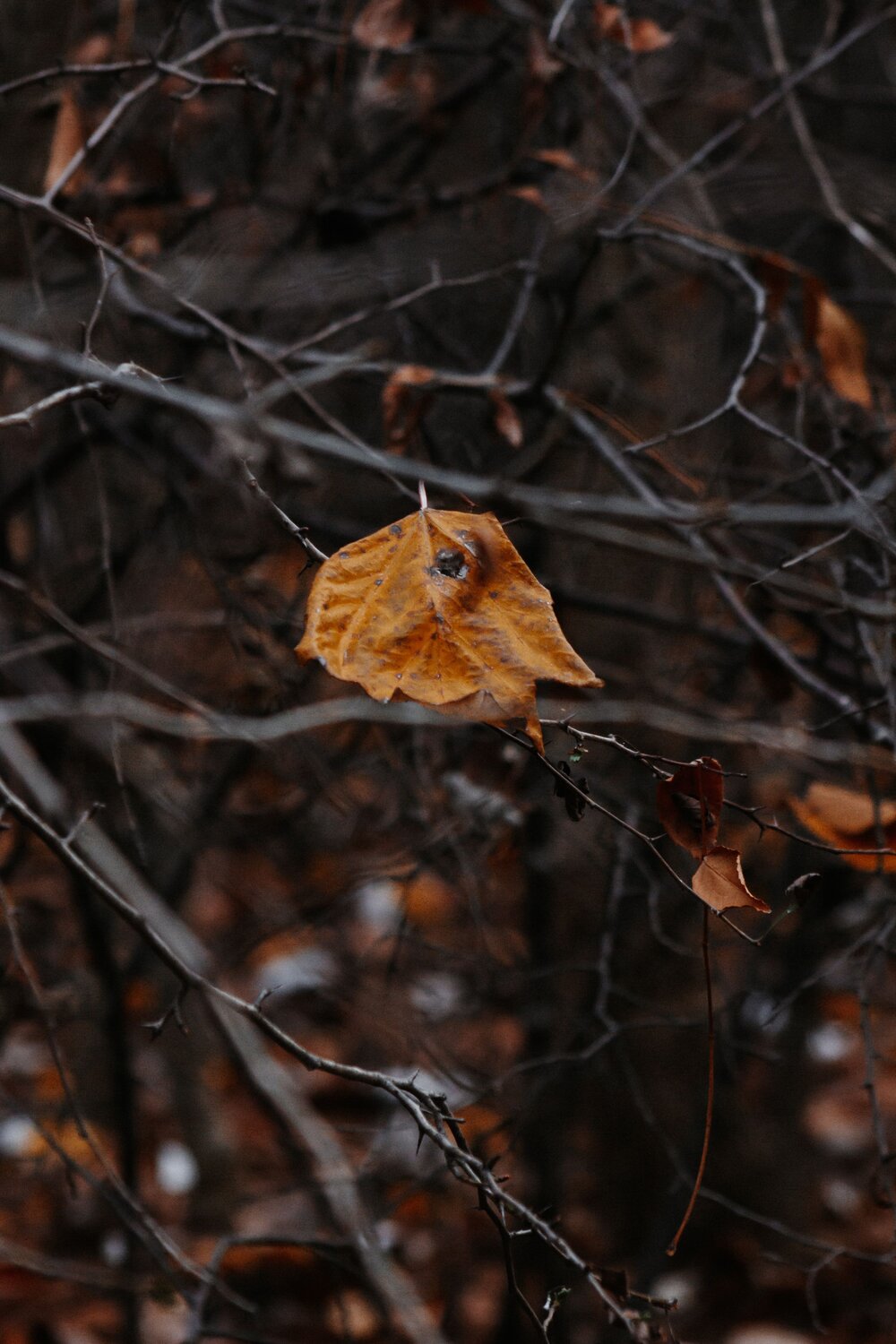 Photo #14111510