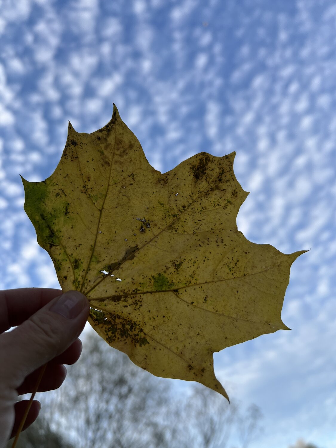 Photo #14111528