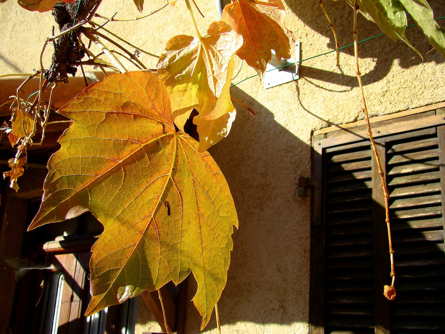 Photo #14111595