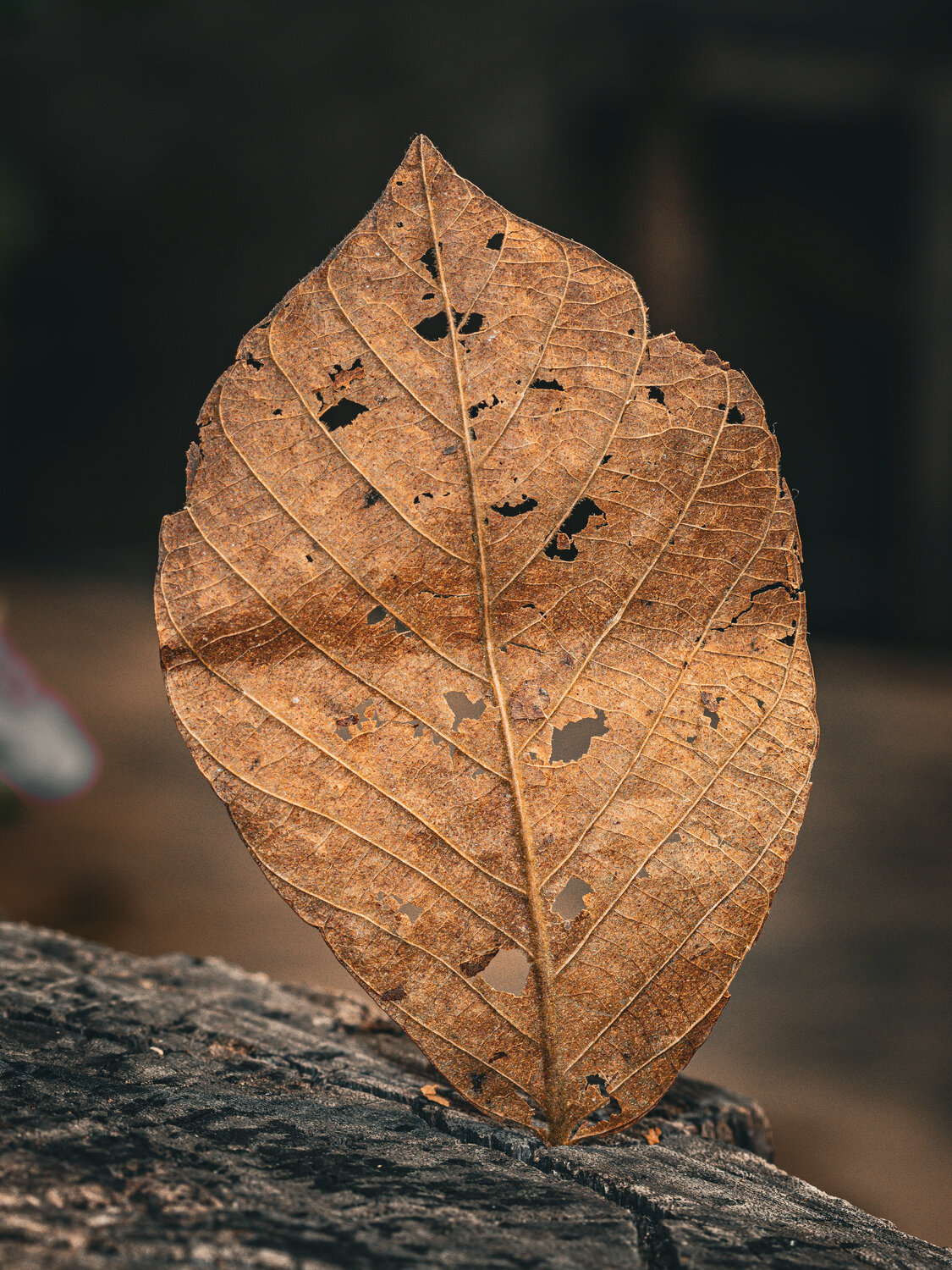 Photo #14111638