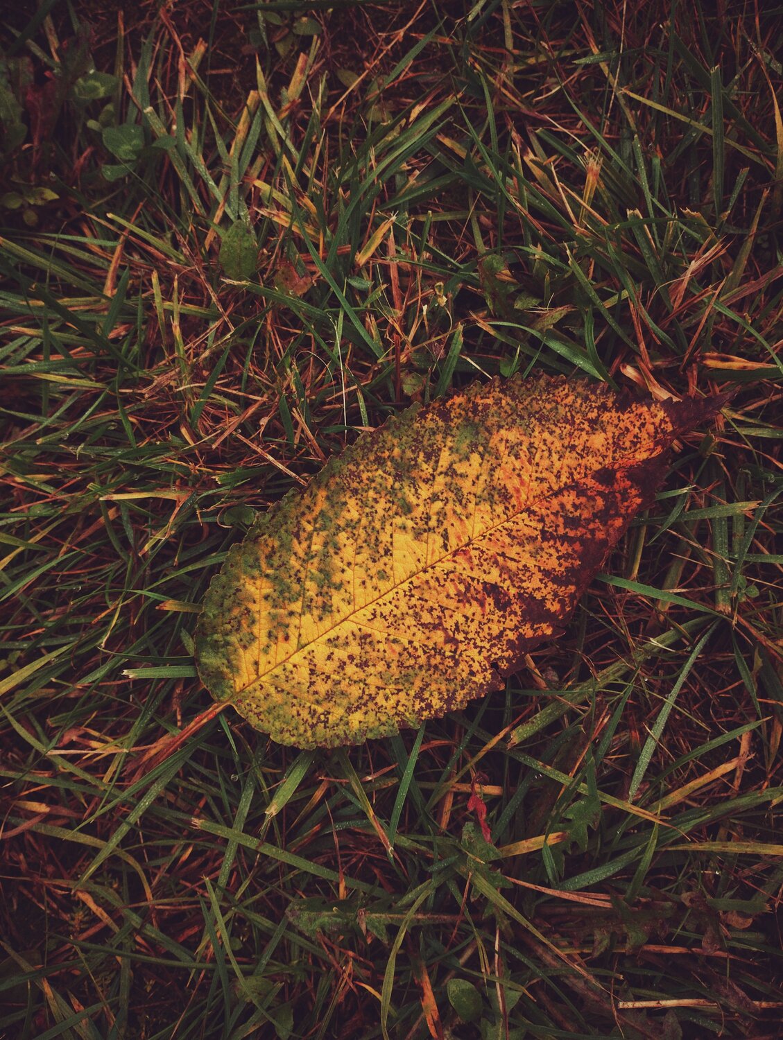 Photo #14111735