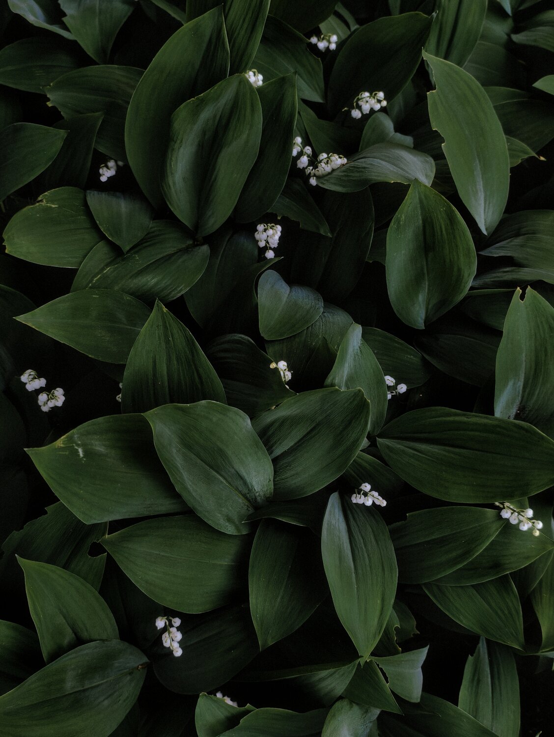 Photo #14111769