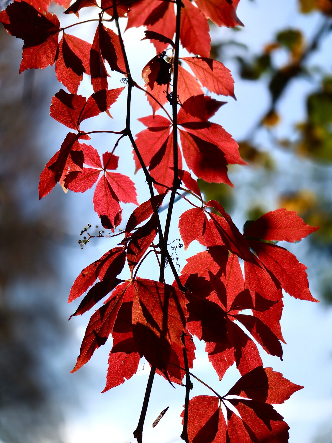 Photo #14111890