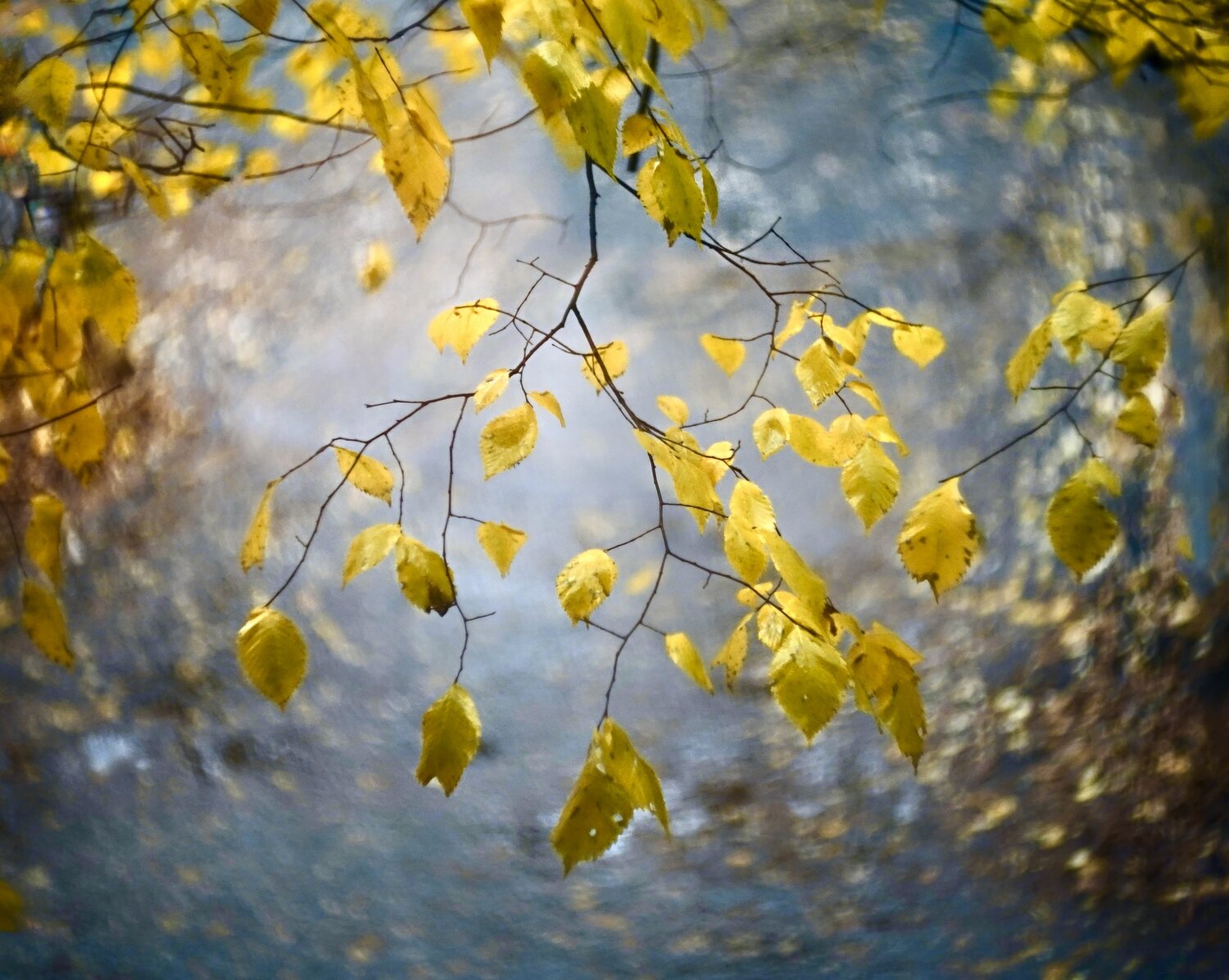 Photo #14111926