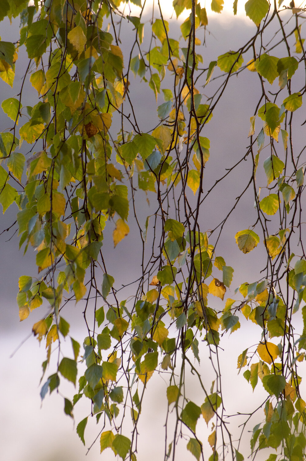 Photo #14111938