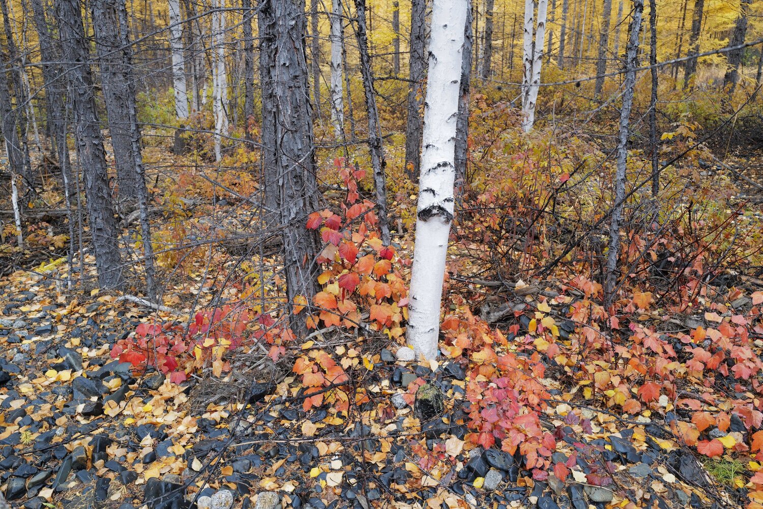 Photo #14112279