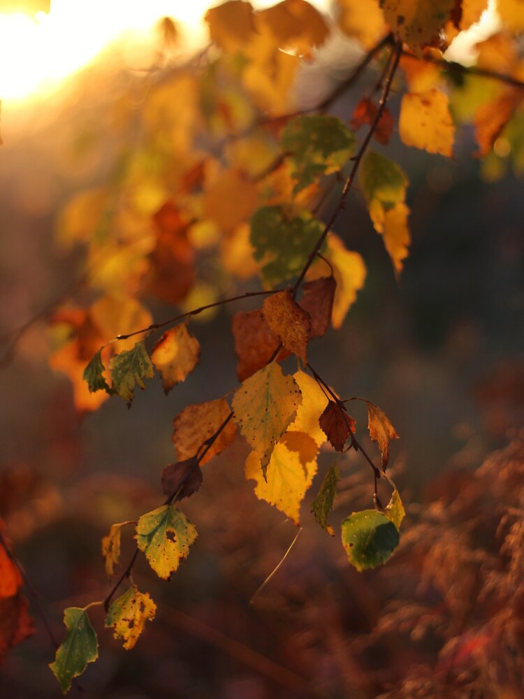 Photograph by Андрей Шестаков