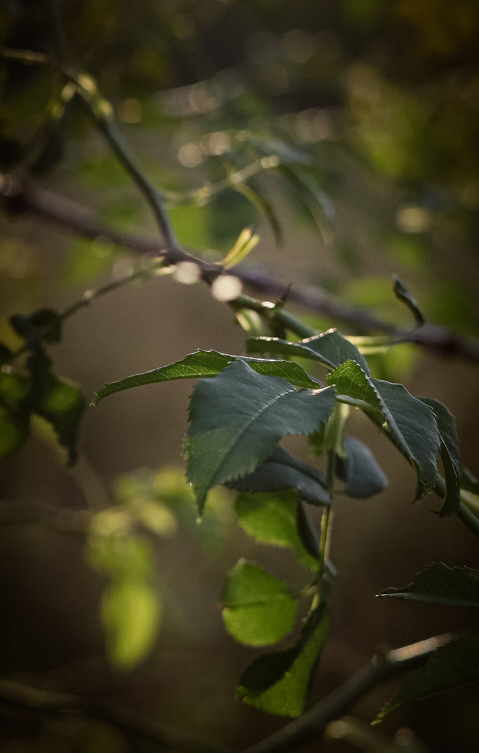 Photo #14112334
