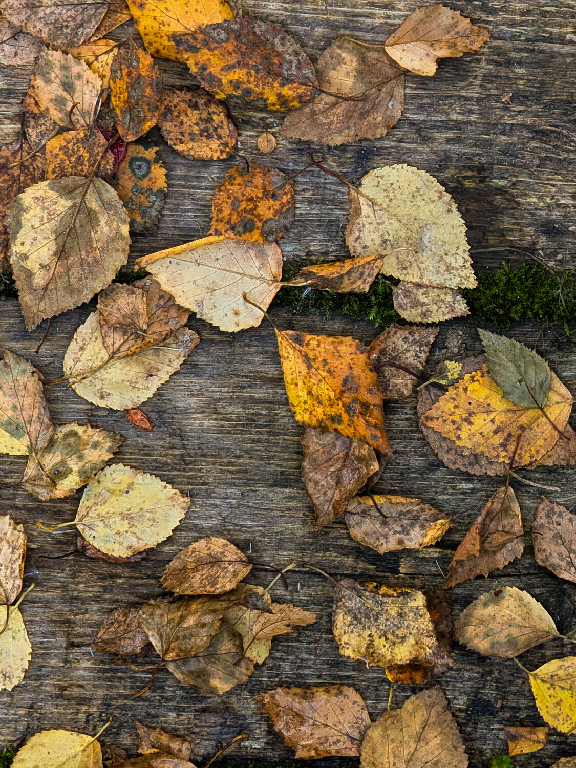 Photo #14112344