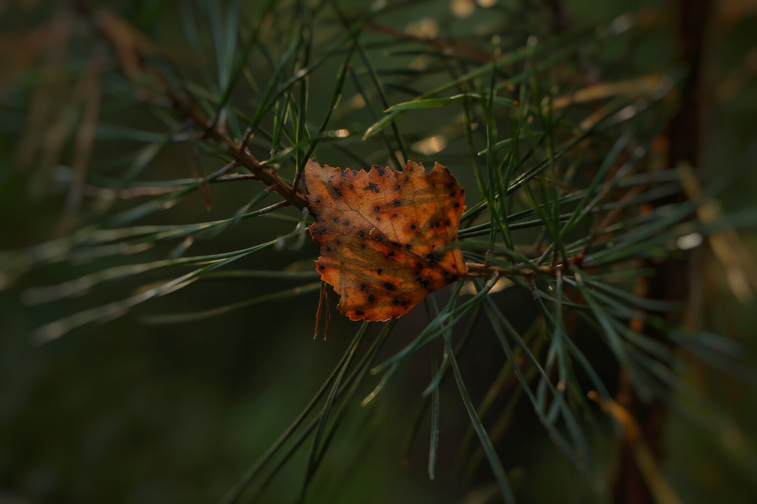 Photo #14112404